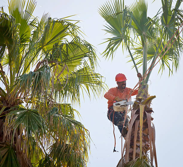 Best Emergency Storm Tree Removal  in Dysart, IA